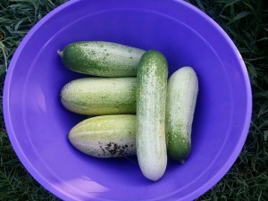 garden-cucumbers