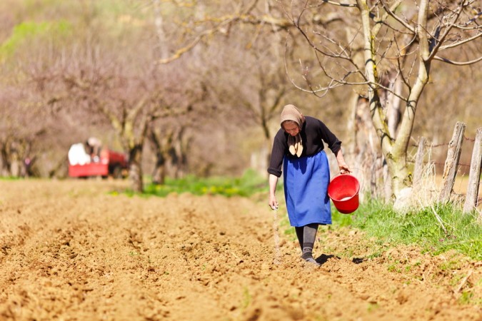 Senior woman farmer sowing