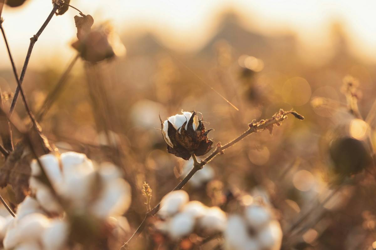 Cotton, Memory and the Right to Reclaim What Our Ancestors Built